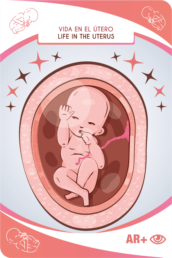 Baby cards vida en el útero