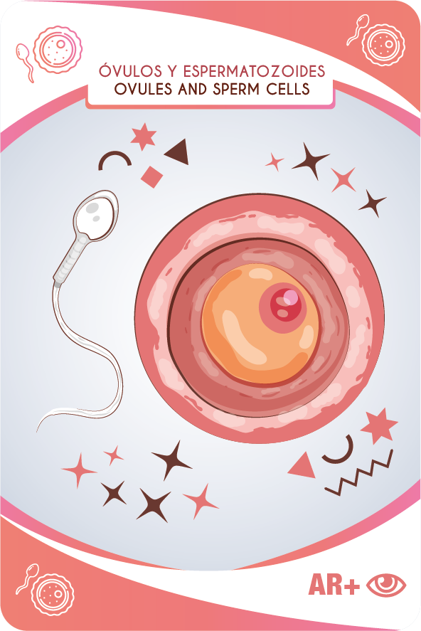 Baby cards óvulos y espermatozoides